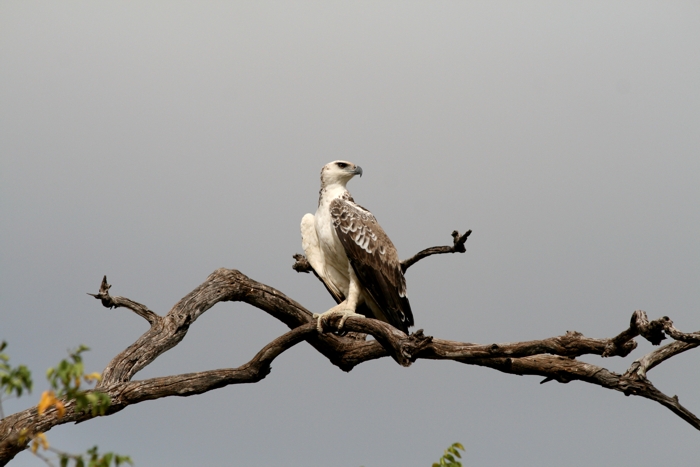 Martial eagle spotted in lengwe national park